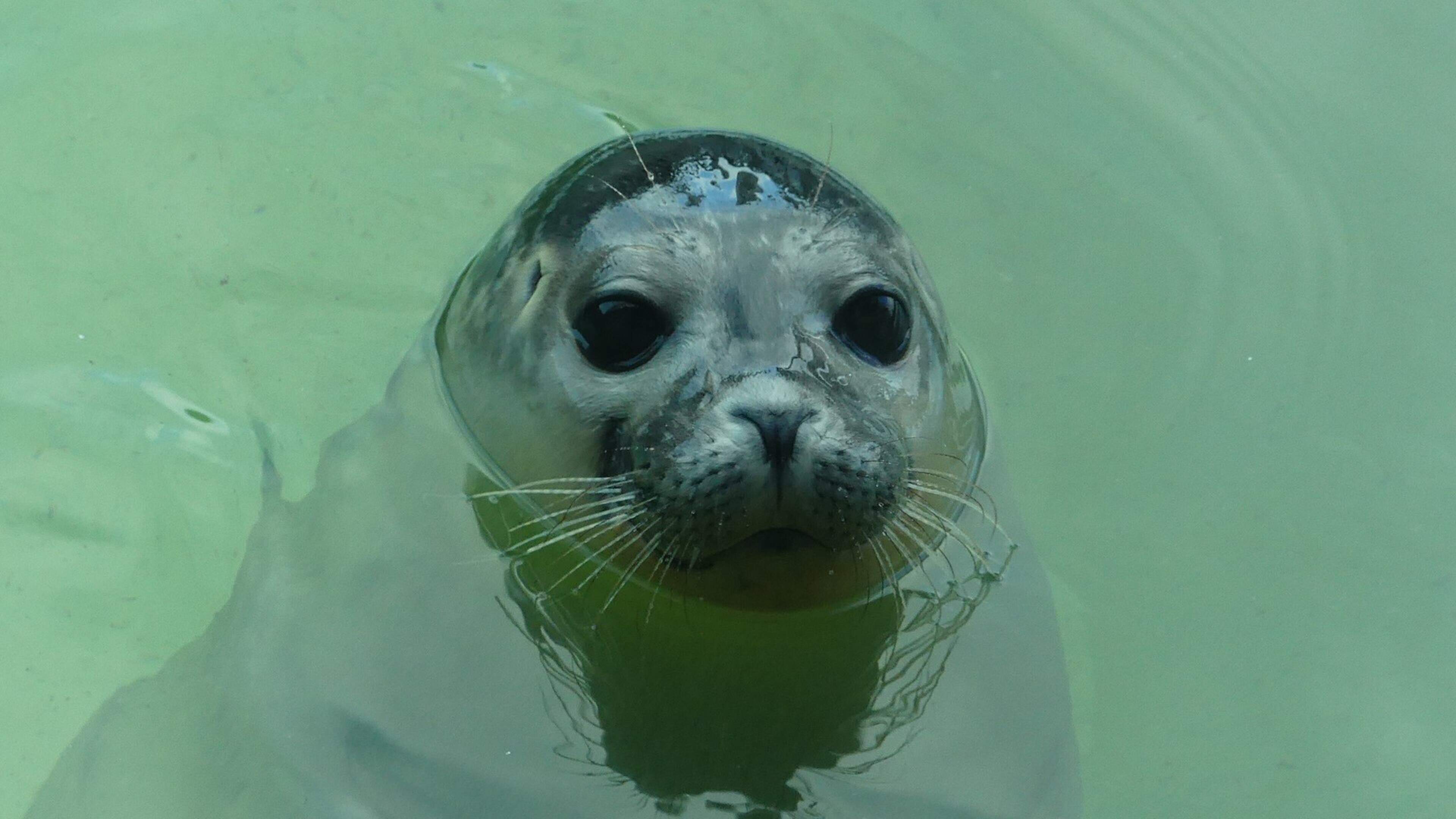 Zeehonden kijken bij Termunten en in het WEC-gebouw. Het doodslaan van zeehondenpups ligt gelukkig ver achter ons