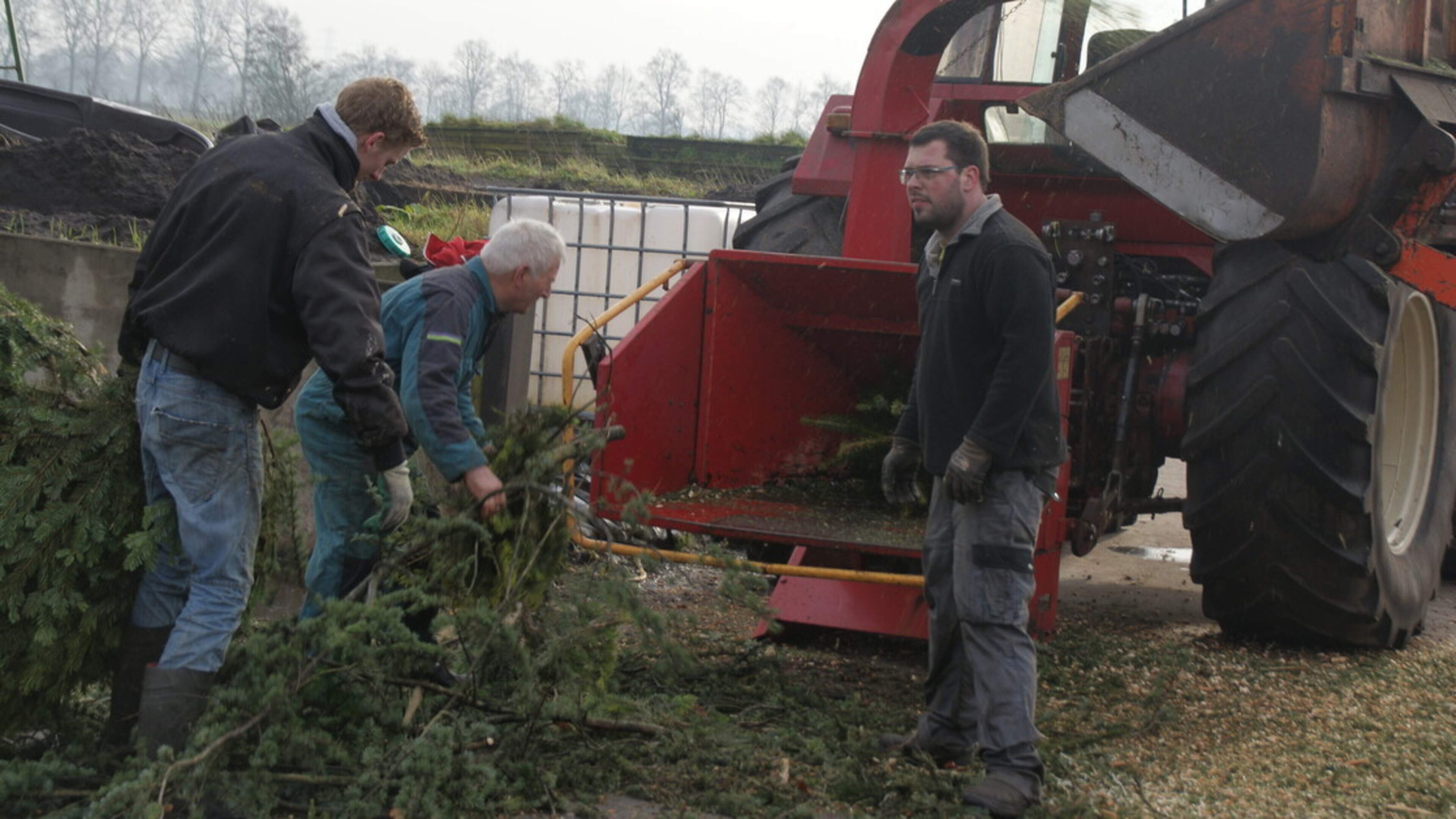 Grote animo om kerstboom in te leveren voor ligbed koeien